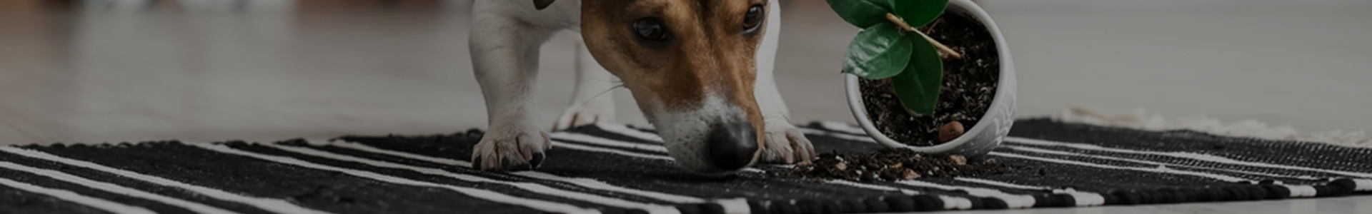 carpet cleaning in the Bronx, carpet cleaning in the Bronx, carpet cleaning the Bronx, carpet cleaners in the Bronx, carpet cleaners in the Bronx, commercial carpet cleaning, commercial carpet cleaning in the Bronx, the Bronx rug cleaners, rug cleaning services in the Bronx, same day carpet cleaning, same day rug cleaning